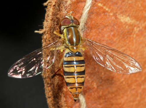 Maize Calligrapher