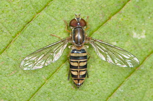 Maize Calligrapher