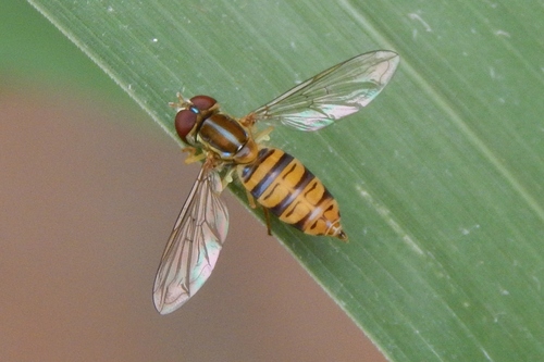 Maize Calligrapher