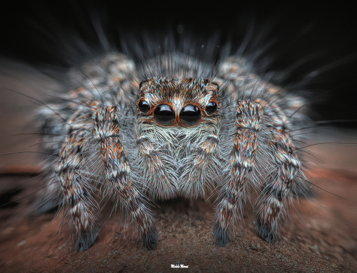Red-bellied Jumping Spider