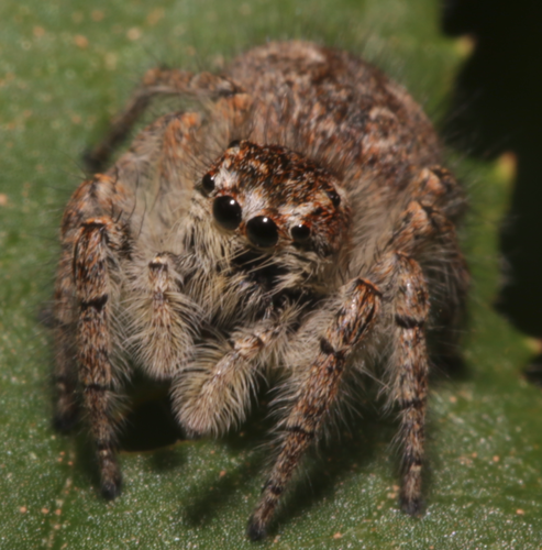 Red-bellied Jumping Spider