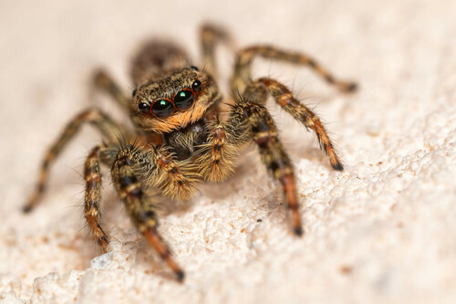 Fencepost jumping spider