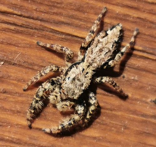 Fencepost jumping spider
