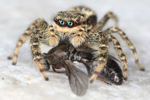 Fencepost jumping spider