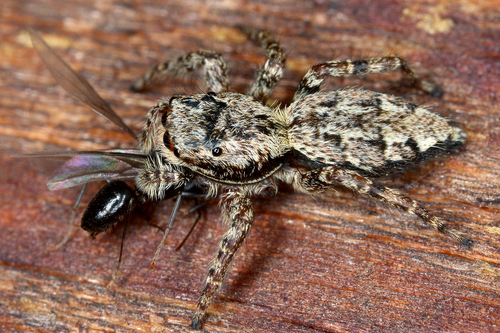 Fencepost jumping spider