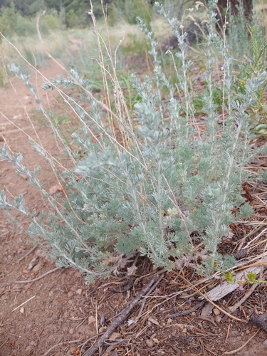 fringed sagebrush