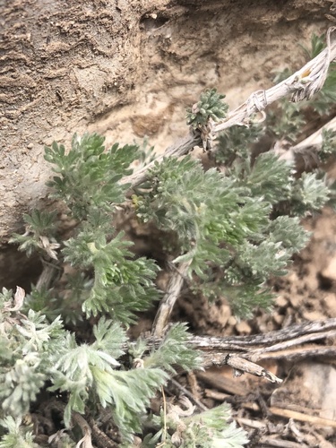 fringed sagebrush