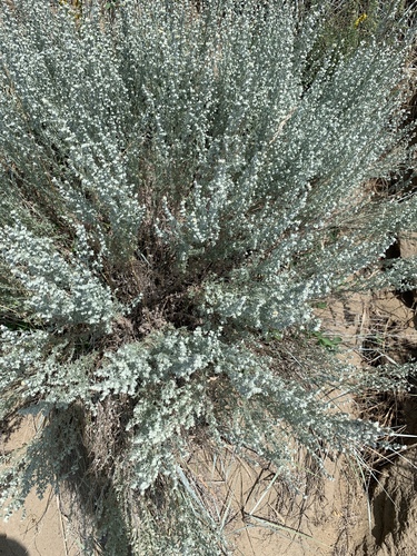 fringed sagebrush