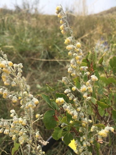 fringed sagebrush