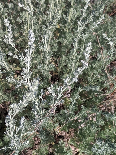 fringed sagebrush