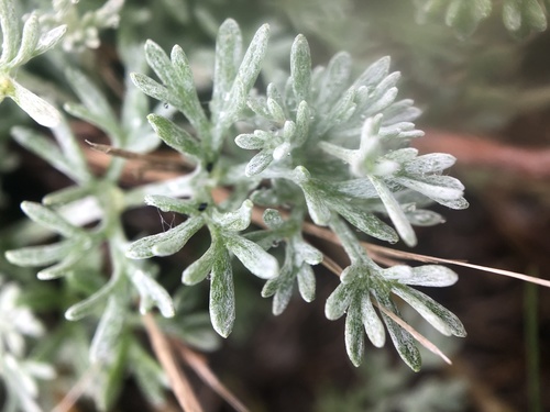 fringed sagebrush
