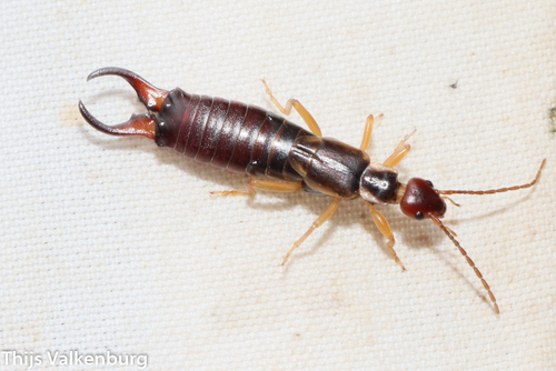 Western Earwig