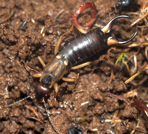 Western Earwig
