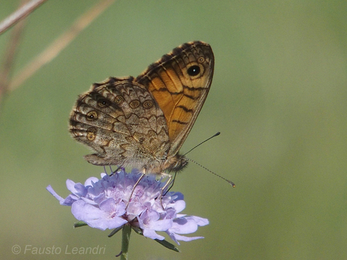 Wall Brown