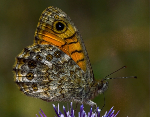 Wall Brown