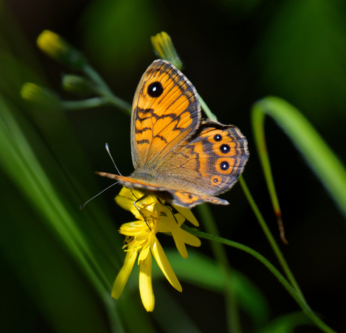 Wall Brown