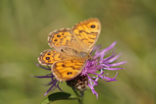 Wall Brown