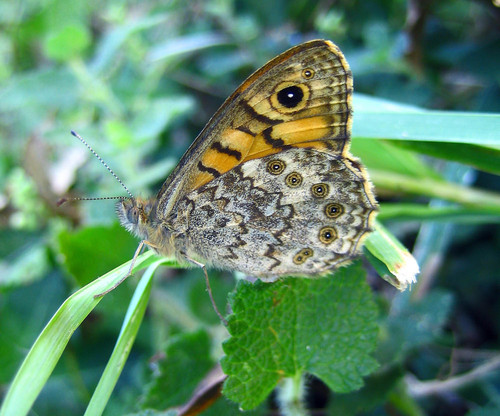 Wall Brown