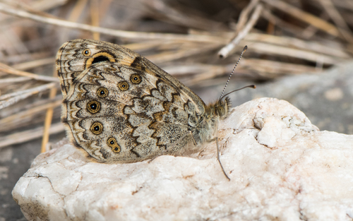 Wall Brown