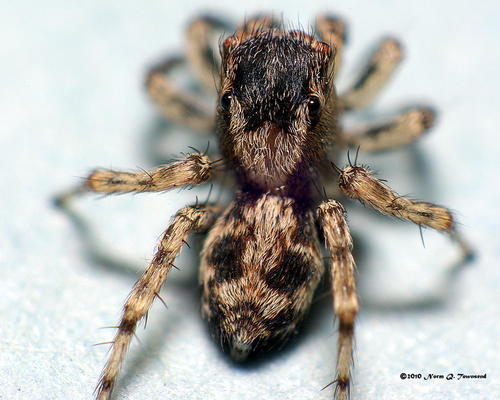flea jumping spider