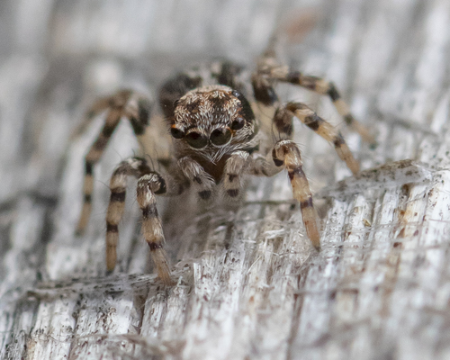 flea jumping spider