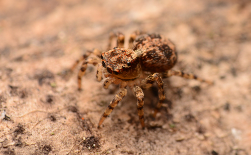 flea jumping spider