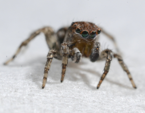 flea jumping spider