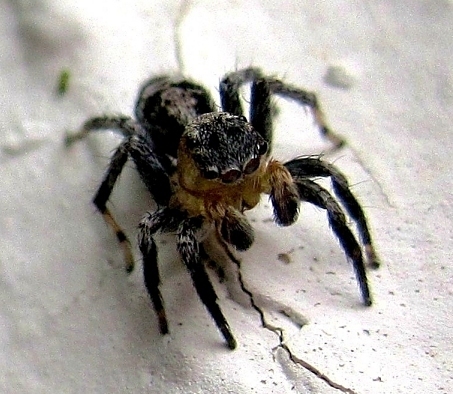 flea jumping spider