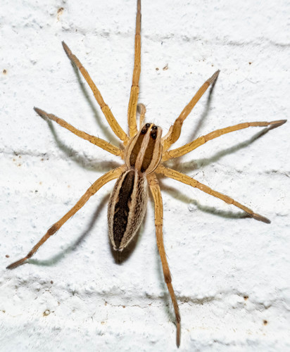 Rabid Wolf Spider