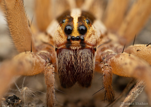 Rabid Wolf Spider