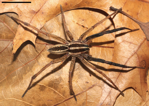 Rabid Wolf Spider
