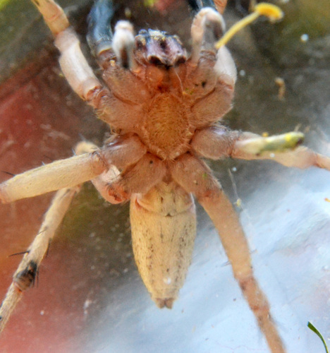 Rabid Wolf Spider