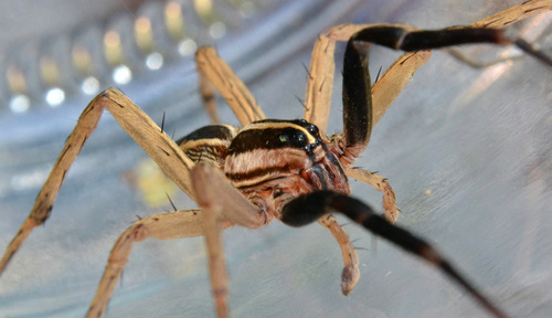 Rabid Wolf Spider
