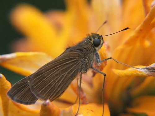 Ocola Skipper