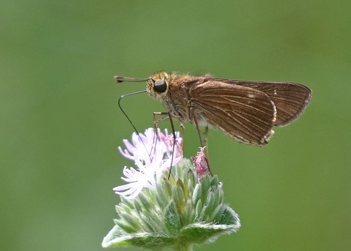 Ocola Skipper