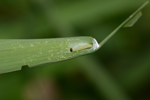 Ocola Skipper