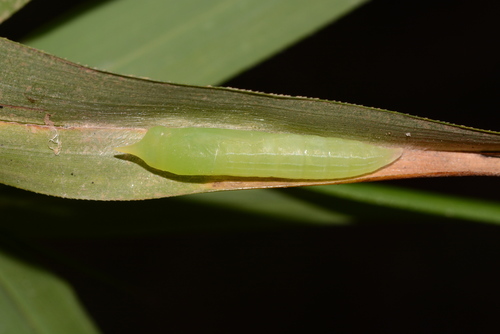 Ocola Skipper