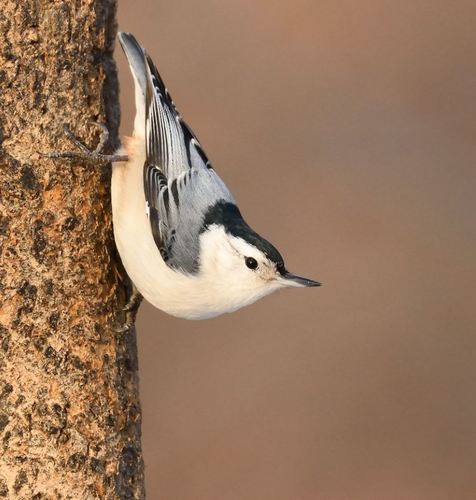 White-breasted Nuthatch