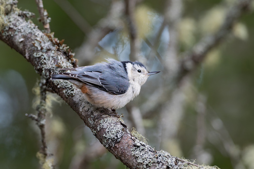 White-breasted Nuthatch