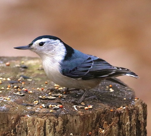White-breasted Nuthatch