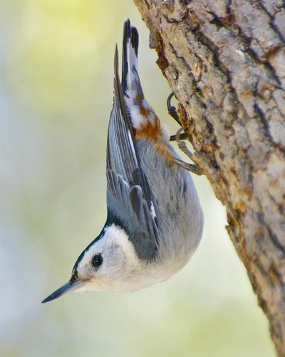 White-breasted Nuthatch