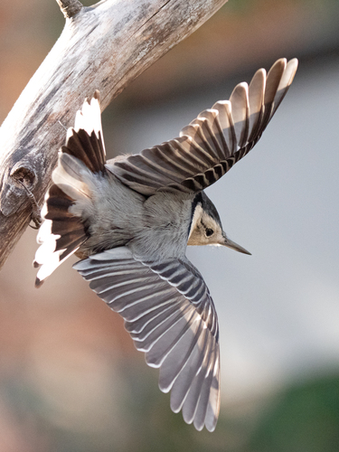 White-breasted Nuthatch