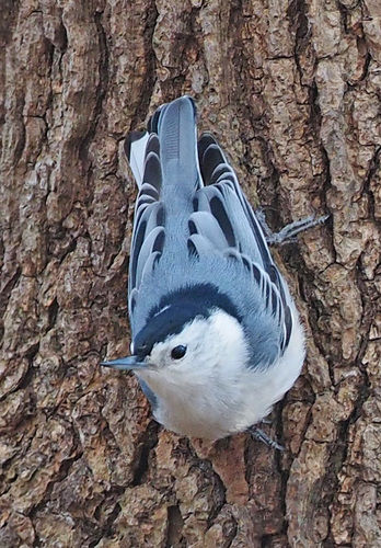 White-breasted Nuthatch
