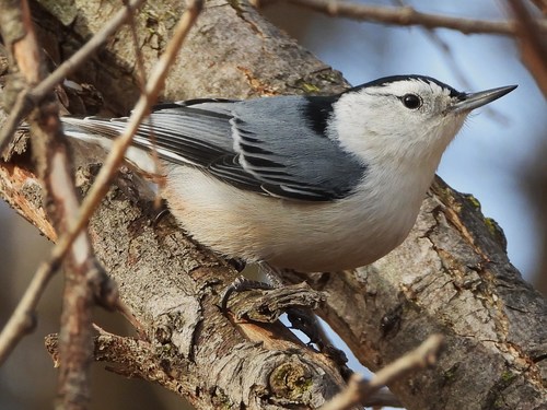 White-breasted Nuthatch