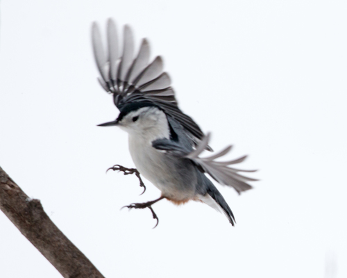 White-breasted Nuthatch