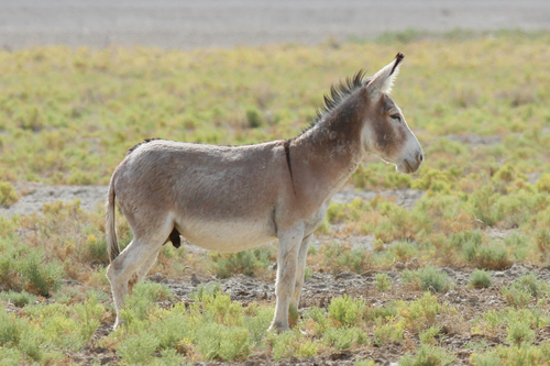 Donkey