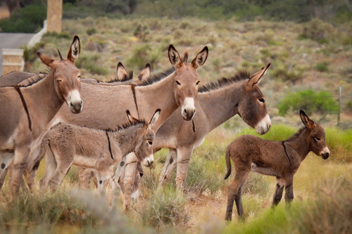 Donkey