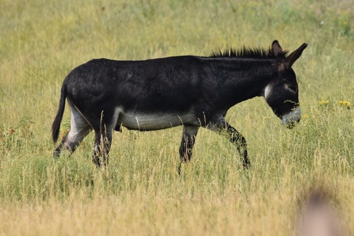 Donkey