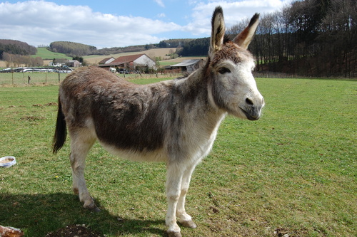 Donkey