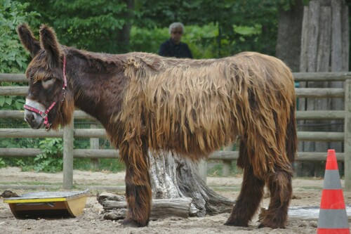 Donkey